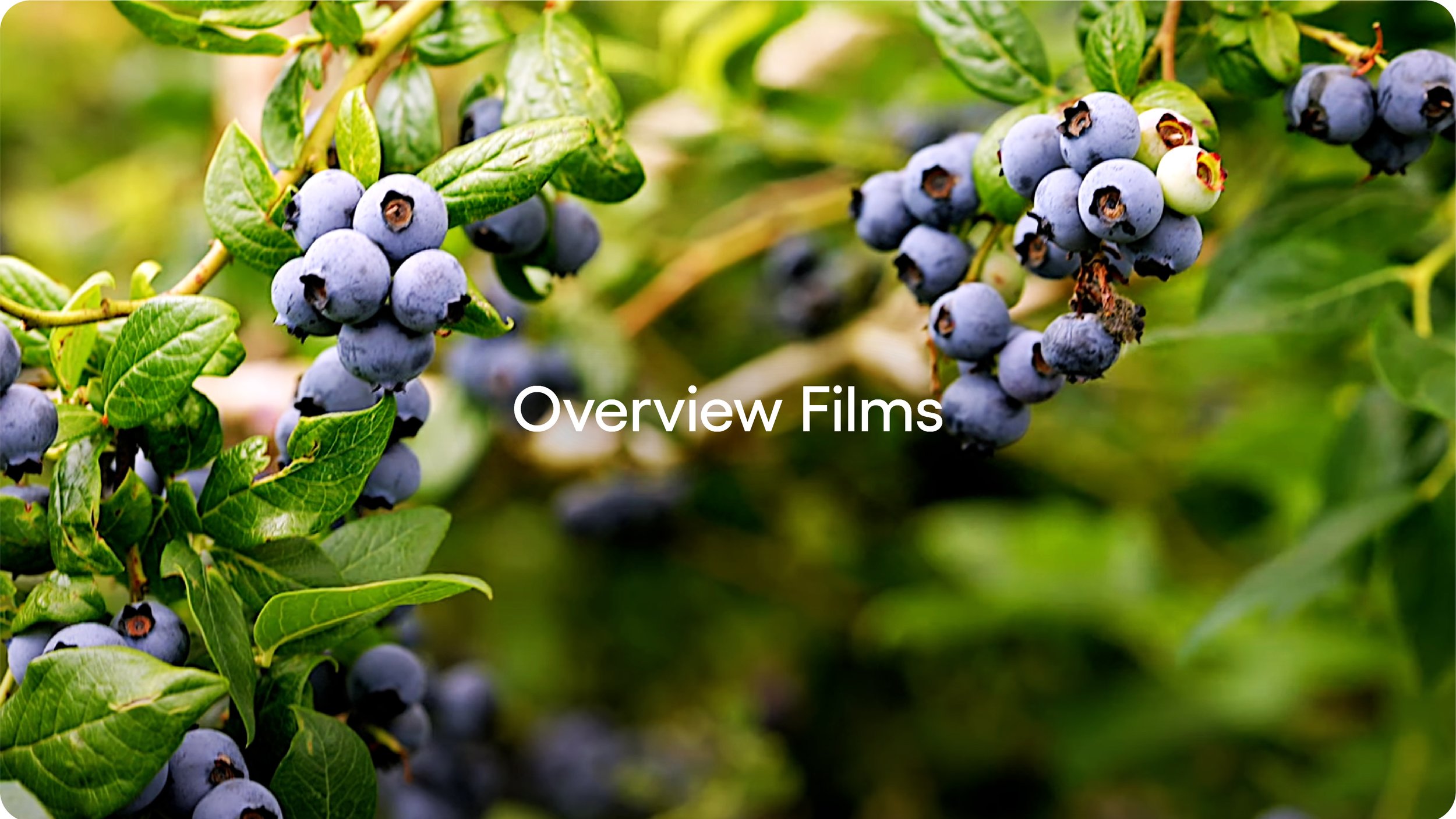 Overview Films